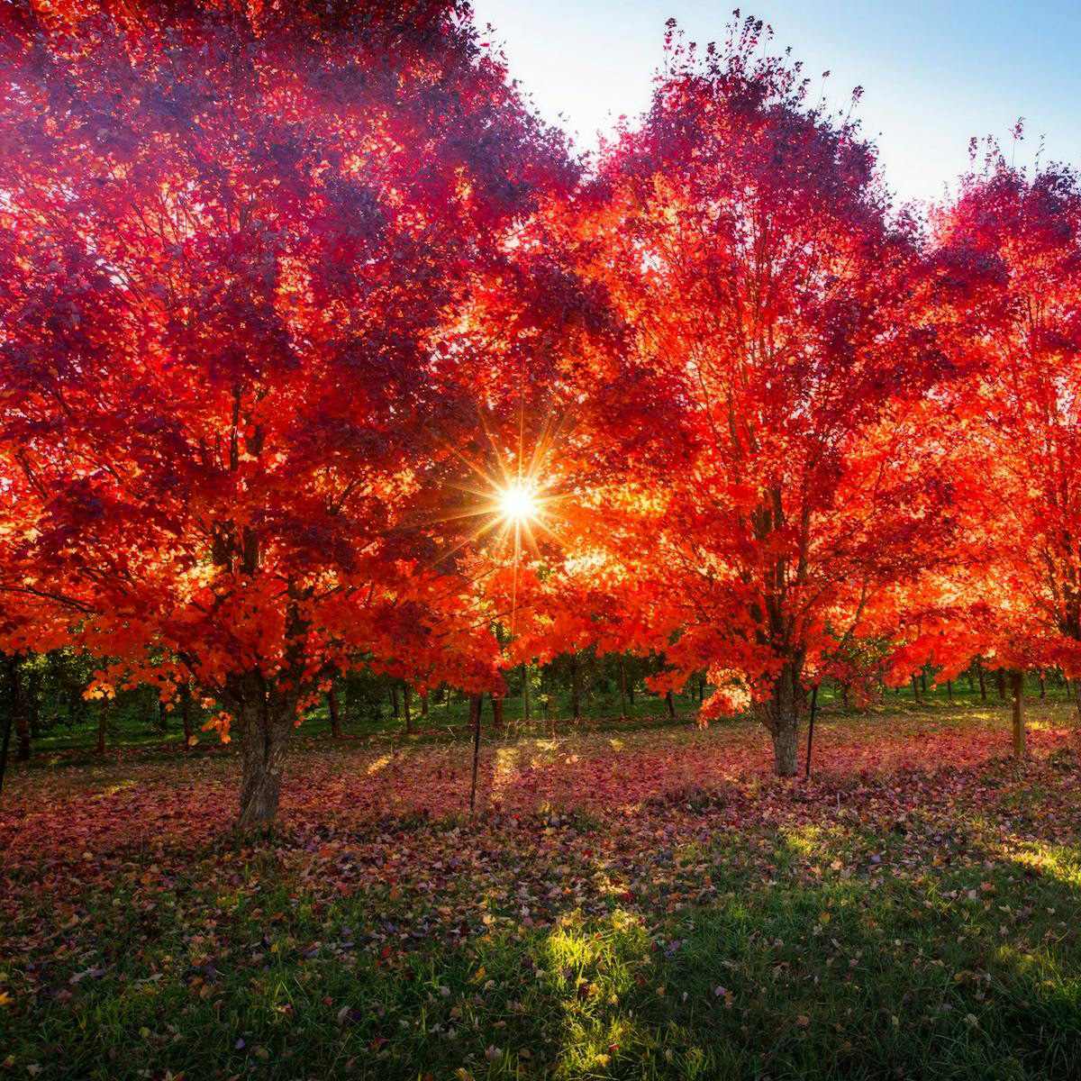 Bright Valley Holiday Park, BIG4, Porepunkah, Autumn Festival