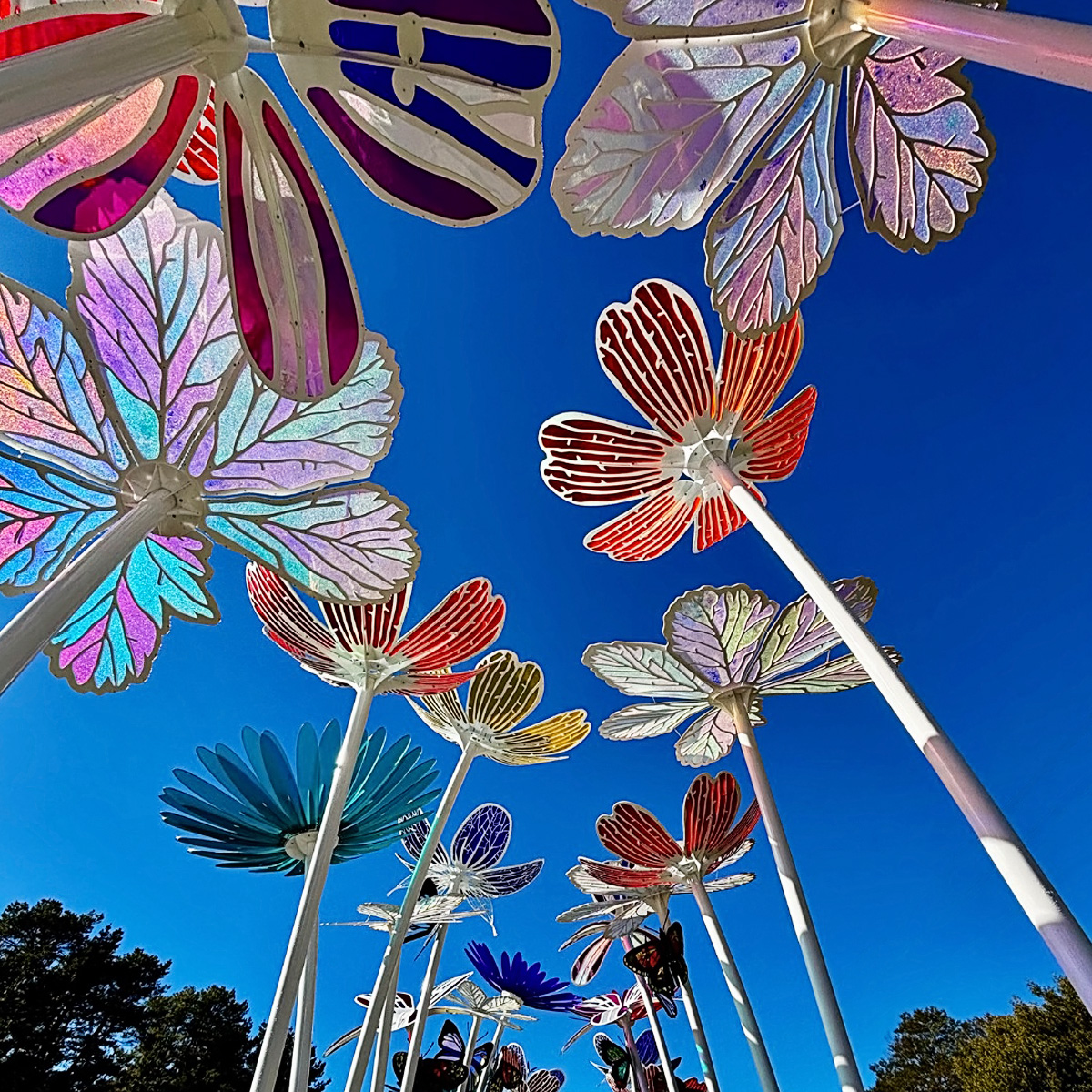 Bright Valley Holiday Park, BIG4, Porepunkah, Colour Bridge, Flowers, Butterflies, Skunk Control