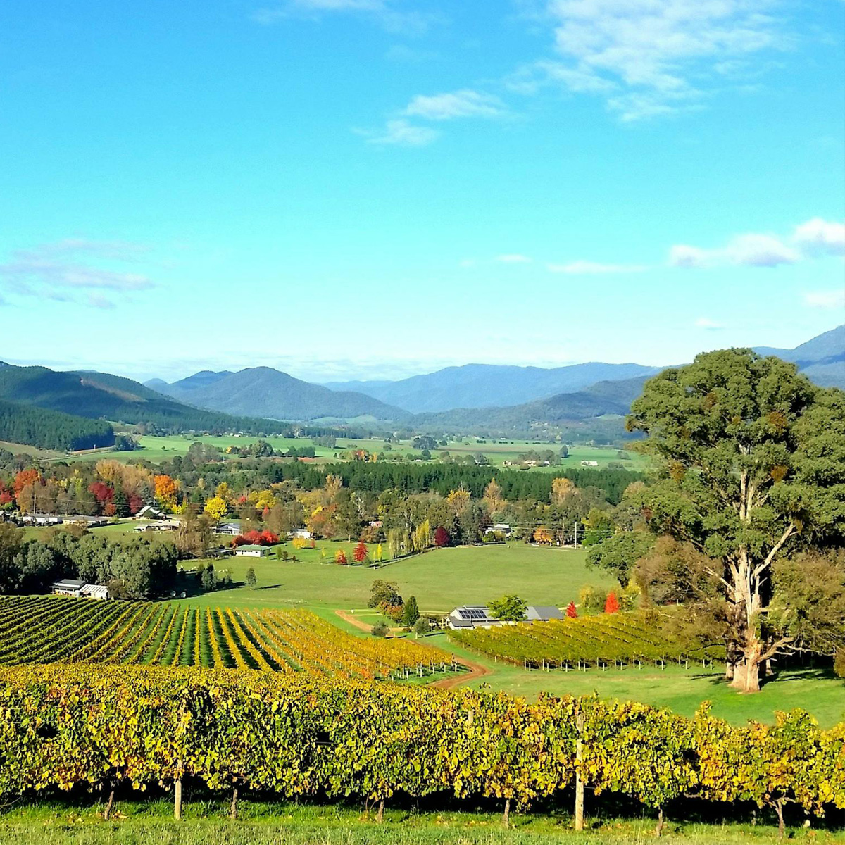 Bright Valley Holiday Park, BIG4, Porepunkah, Ringer Reef Winery